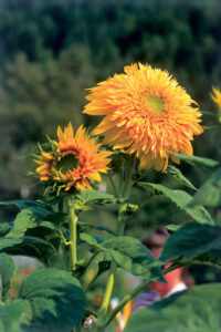The Colorful Garden: Adding Color to Your Garden Image